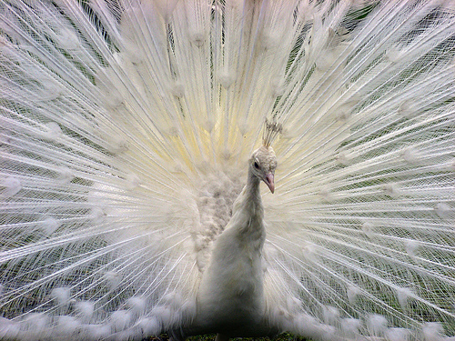 White Peacock (by ecstaticist)